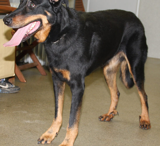 clinique-veterinaire-24-paris-chirurgie-animale