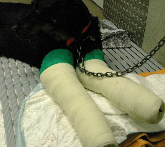 clinique-veterinaire-24-paris-hospitalisation