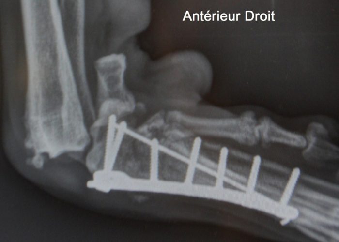 Cas clinique - double arthrodèse des carpes - V24 Clinique vétérinaire
