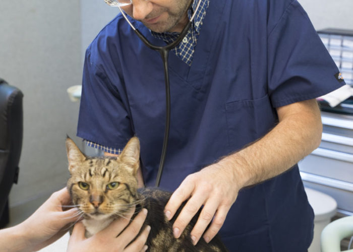 clinique-veterinaire-V24-ecographie-neuilly